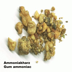 Gum amoniac