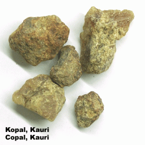 Copal Cauri (N.A.)